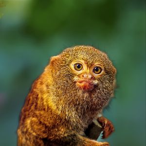 Preview wallpaper pygmy marmoset, marmoset, monkey, cute, wildlife