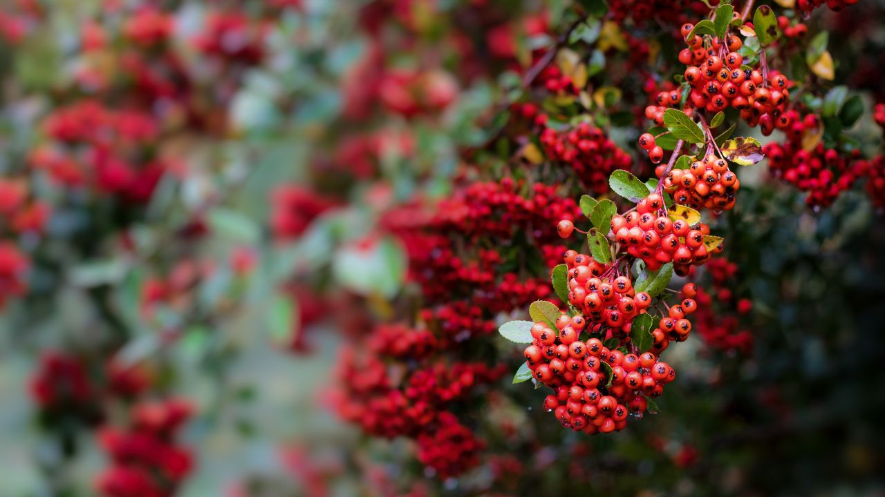 Wallpaper pyracantha, berries, branch, macro, red