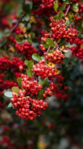 Preview wallpaper pyracantha, berries, branch, macro, red