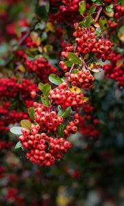 Preview wallpaper pyracantha, berries, branch, macro, red