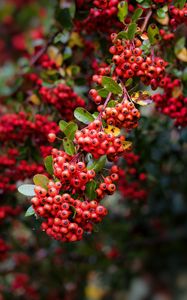 Preview wallpaper pyracantha, berries, branch, macro, red