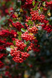 Preview wallpaper pyracantha, berries, branch, macro, red