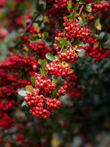 Preview wallpaper pyracantha, berries, branch, macro, red