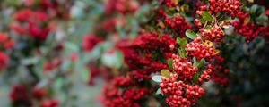 Preview wallpaper pyracantha, berries, branch, macro, red