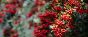 Preview wallpaper pyracantha, berries, branch, macro, red