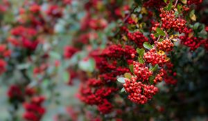 Preview wallpaper pyracantha, berries, branch, macro, red