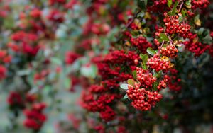 Preview wallpaper pyracantha, berries, branch, macro, red