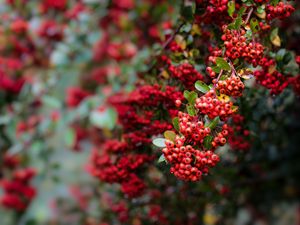 Preview wallpaper pyracantha, berries, branch, macro, red