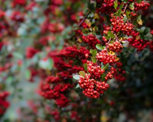 Preview wallpaper pyracantha, berries, branch, macro, red