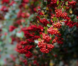 Preview wallpaper pyracantha, berries, branch, macro, red