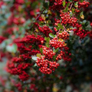 Preview wallpaper pyracantha, berries, branch, macro, red