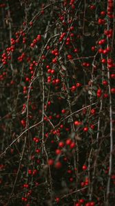 Preview wallpaper pyracantha, berries, bush, branches