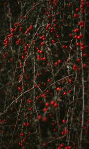 Preview wallpaper pyracantha, berries, bush, branches