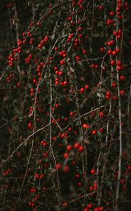 Preview wallpaper pyracantha, berries, bush, branches