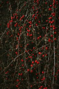 Preview wallpaper pyracantha, berries, bush, branches