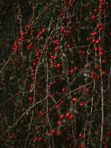 Preview wallpaper pyracantha, berries, bush, branches