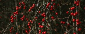 Preview wallpaper pyracantha, berries, bush, branches