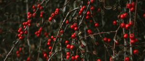 Preview wallpaper pyracantha, berries, bush, branches