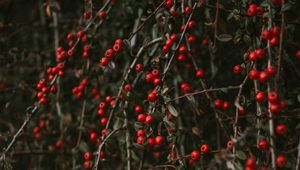 Preview wallpaper pyracantha, berries, bush, branches