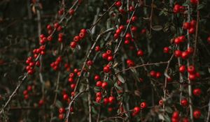 Preview wallpaper pyracantha, berries, bush, branches