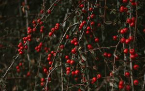 Preview wallpaper pyracantha, berries, bush, branches