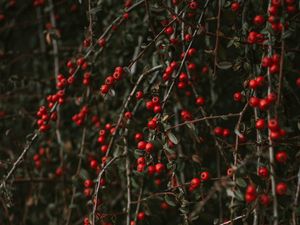 Preview wallpaper pyracantha, berries, bush, branches