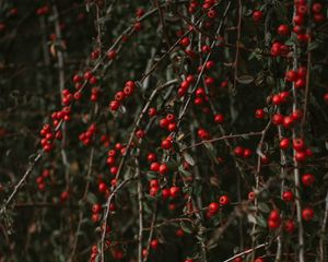 Preview wallpaper pyracantha, berries, bush, branches