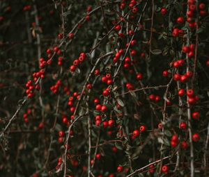Preview wallpaper pyracantha, berries, bush, branches