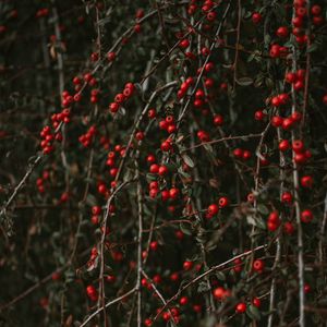 Preview wallpaper pyracantha, berries, bush, branches