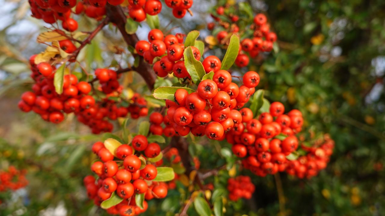 Wallpaper pyracantha, berries, leaves, branches, macro, red