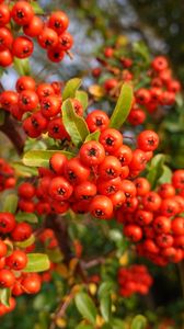 Preview wallpaper pyracantha, berries, leaves, branches, macro, red
