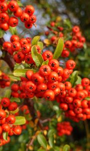 Preview wallpaper pyracantha, berries, leaves, branches, macro, red