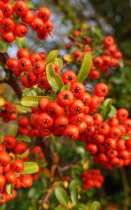 Preview wallpaper pyracantha, berries, leaves, branches, macro, red