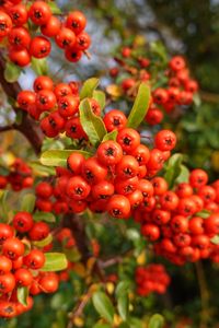 Preview wallpaper pyracantha, berries, leaves, branches, macro, red