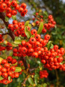 Preview wallpaper pyracantha, berries, leaves, branches, macro, red