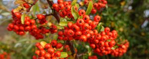 Preview wallpaper pyracantha, berries, leaves, branches, macro, red