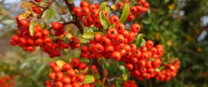 Preview wallpaper pyracantha, berries, leaves, branches, macro, red