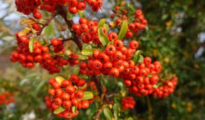 Preview wallpaper pyracantha, berries, leaves, branches, macro, red