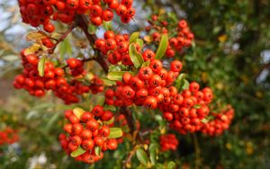 Preview wallpaper pyracantha, berries, leaves, branches, macro, red