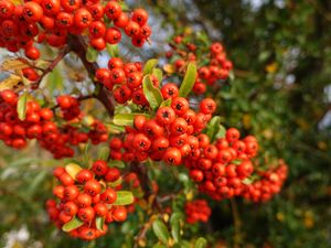 Preview wallpaper pyracantha, berries, leaves, branches, macro, red