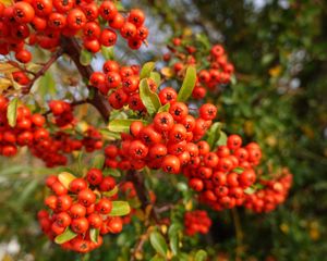 Preview wallpaper pyracantha, berries, leaves, branches, macro, red