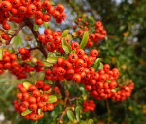 Preview wallpaper pyracantha, berries, leaves, branches, macro, red