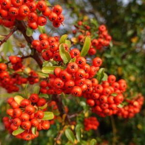 Preview wallpaper pyracantha, berries, leaves, branches, macro, red