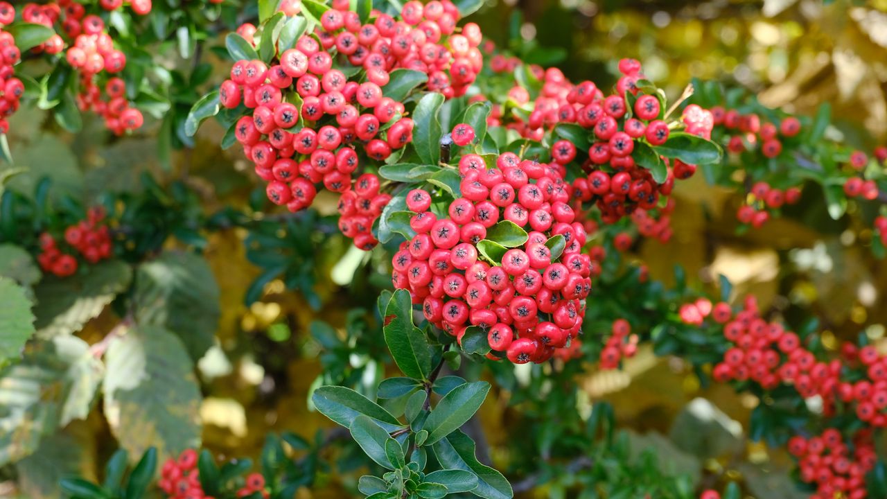 Wallpaper pyracantha, berries, leaves, macro