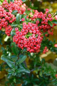 Preview wallpaper pyracantha, berries, leaves, macro