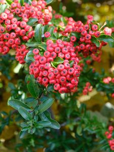 Preview wallpaper pyracantha, berries, leaves, macro