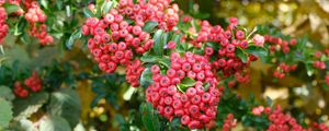 Preview wallpaper pyracantha, berries, leaves, macro