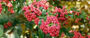 Preview wallpaper pyracantha, berries, leaves, macro