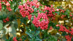 Preview wallpaper pyracantha, berries, leaves, macro