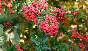 Preview wallpaper pyracantha, berries, leaves, macro